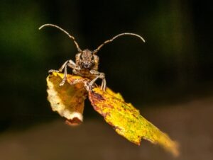 Boktor bestrijding